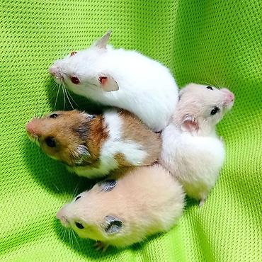 Хомяки: Продаются хомячки джунгарские, сирийские, ангорские пушистые хомячки — 21
