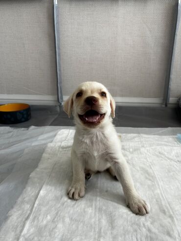 pulsuz itlerin verilmesi: Labrador-retriver, 2 ay, Erkek, Pulsuz çatdırılma