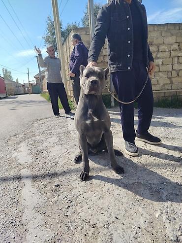 cane corso yavru: Kane-Korso, 10 ay, Erkək — 4