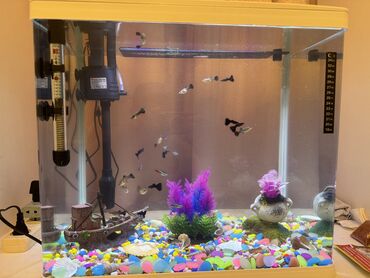 akvarium işıqları: Akvarium satilir quppi bagilari ile biryerde 20 dene quppi corni princ