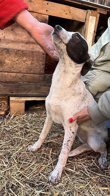 Отдам даром собаку: Собака даром: Дворняжка, 3 месяца, Самка, С прививкой — 5