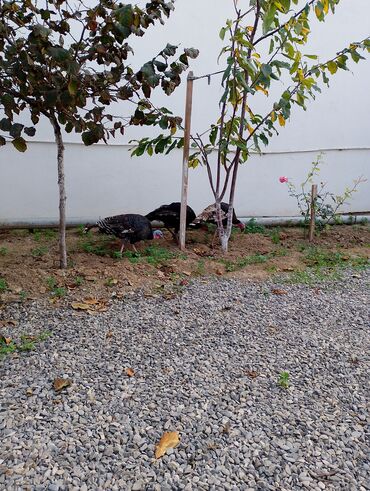 Cücələr: Hinduşka cücələri, Damazlıq — 13