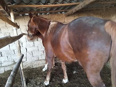 Лошади, кони: Продаю | Жеребенок — 10