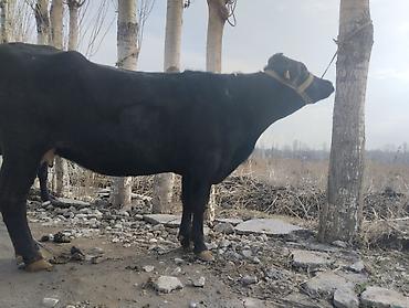 Коровы, быки: Продаю | Корова (самка) | Для молока | Привязанные — 11