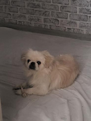 Pekines