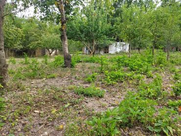 Torpaq sahələrinin satışı: 24 sot, Kənd təsərrüfatı, Kupça (Çıxarış) — 6