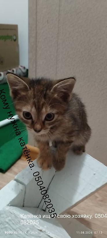 котят даром: Отдам в добрые руки двух котят. - Окрас: один рыжий с полосками — 4