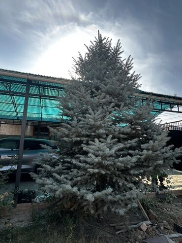купить ёлку: Ель голубая (Picea pungens ‘Glauca’), крупномер. - Высота