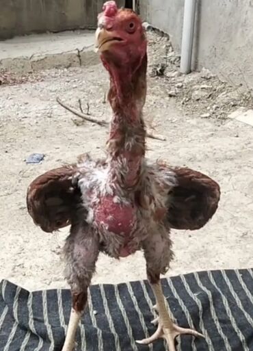1 yas 6 ay döyüş üçün yetisdirlib 1 2 döyüs 2 sindede udub vidyosu da