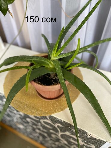 гербалайф алоэ цена бишкек: Продаю Алоэ Вера 🪴 Красивое, быстрорастущее растение, обладающее