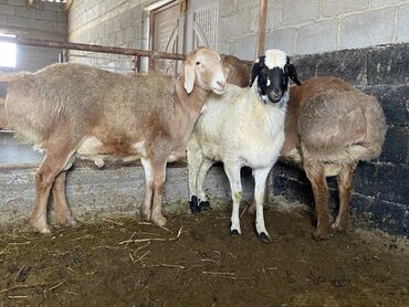 Баран, овца: Продаю | Ягненок | Для разведения | Племенные — 5