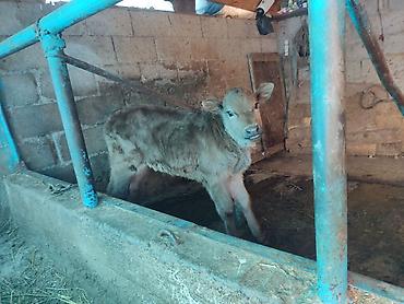 Коровы, быки: Продаю | Корова (самка) | Для молока | Привязанные — 9