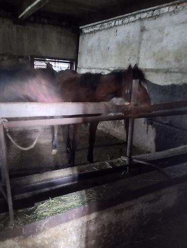 Лошади, кони: Продаю | Кобыла (самка) | Рабочий | Мерин — 8