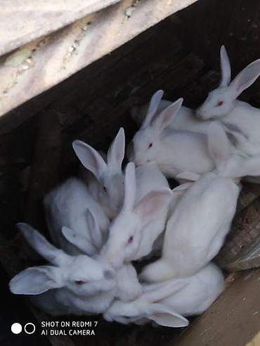 Dovşanlar: Ağ albinos dovşanlar – eyni yuvalamadan olan bir neçə baş. 8 ildir — 5