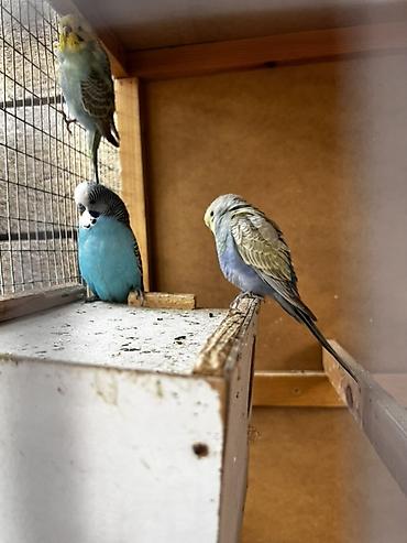 Животные: Волнистые попугаи (budgerigar) различных окрасов. Описание: - — 9
