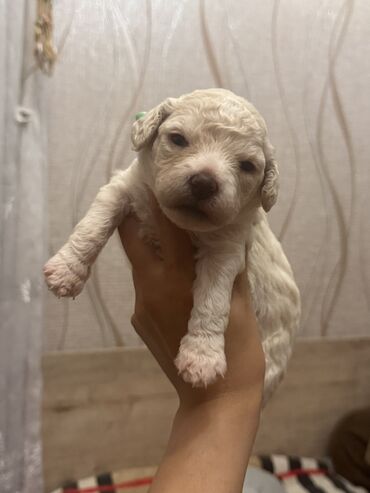 labrador it: Pudel, 1 ay, Erkek