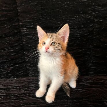 именные ошейники для кошек на заказ: 2 айлык, Ургаачы, Лотокко барууга үйрөтүлгөн