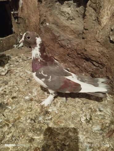 Göyərçinlər: Mor çep kevən baladi 18 tük.Tam sağlamdir.Kukladir