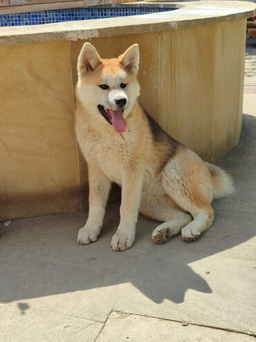 İtlər: Akita-inu, 5 ay, Dişi, Peyvəndli