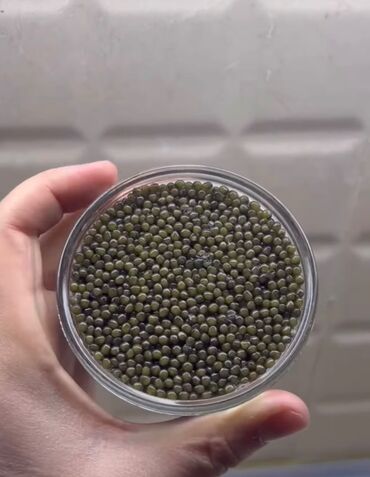 mingəçevir qumu: Orginal Mingecevirden gelen yeni Beluqa kürüsü .113 gr. Endirimdedir