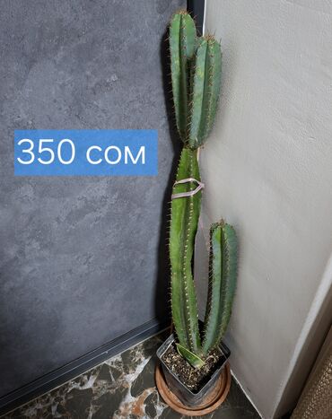 Другие комнатные растения: Продаю адениум — 2