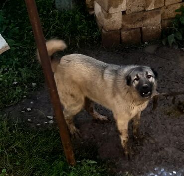 İtlər: Kanqal, 1 il, Dişi, Ünvandan götürmə
