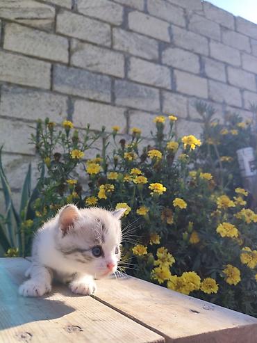 dovşan haqqında məlumat: Şinşilla, Yaxşı əllərə, Ödənişli çatdırılma — 4