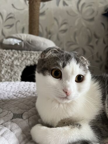 шотландский кот на вязку: Вязка: Скотиш Фолд (Шотландская вислоухая), Девочка, 1 год, Метис, С прививками