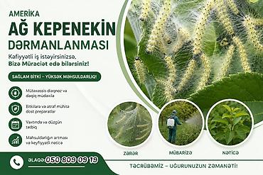Dezinfeksiya, dezinseksiya: Dezinfeksiya, dezinseksiya | Tarakanlar, Taxtabiti, Viruslar, mikroblar | Evlər, Girişlər, Həyətlər — 3