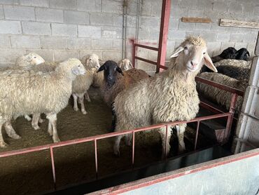 Бараны, овцы: Продаю | Овца (самка) | На забой | Матка, Ярка — 10