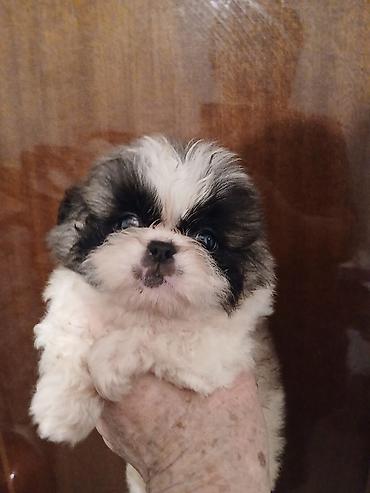 Продажа собак: Пекинес, 1 месяц, Самка — 6
