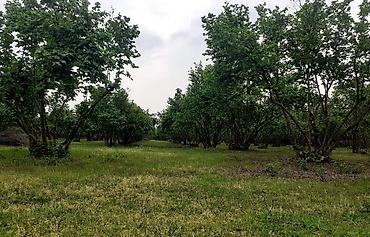 Ağaclar: Fındıq bağı – məhsuldar, baxımlı sahə - Mədəni fındıq kolları — 8