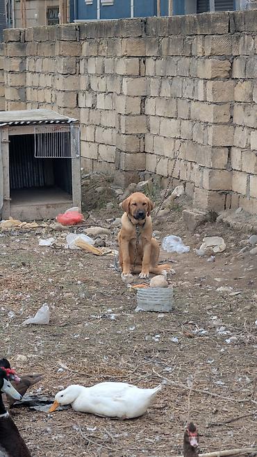 heyvan bazarı: 3 aylıq Qurdbasar erkək it satılır. Atasi və Anasının şəkilləri var — 1