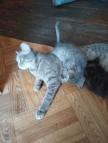 сколько стоит кошка шиншилла: Кошка даром: Беспородная, 2 месяца, Мальчик