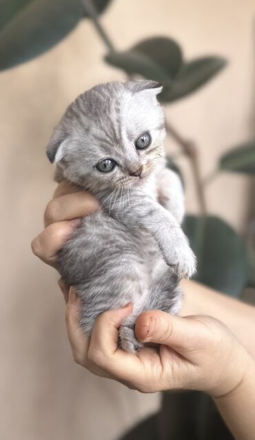 Pişiklər: Şotland — 39