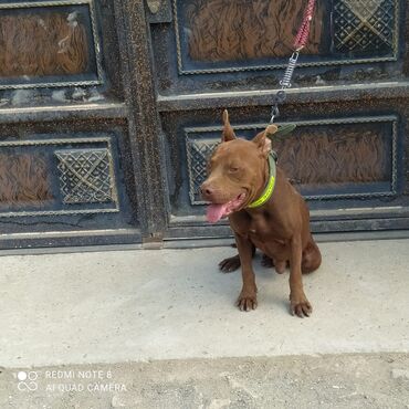 barter itlə: Pitbul, 1 il, Erkek