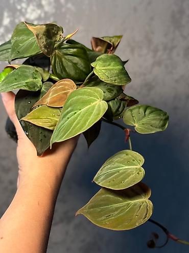 Другие комнатные растения: Добрый день! В продаже комнатные растения: Сингониумы - конфетти — 7