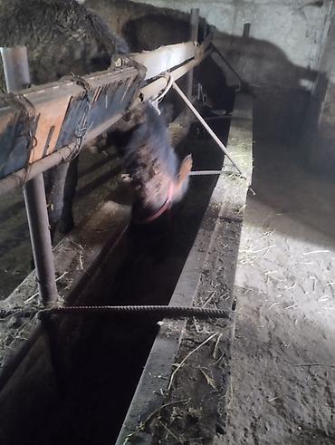 Лошади, кони: Продаю | Кобыла (самка) | Рабочий | Мерин — 2