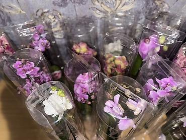 Орхидеи: Орхидея оптом и в розницу принимаем корпоративные заказы !!! Г at lalafo.kg — 2 Орхидеи: Орхидея оптом и в розницу принимаем корпоративные заказы !!! Г — 2