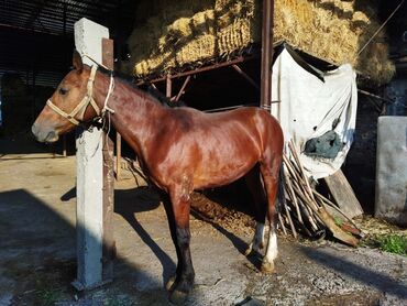 прокат лошадей: Продаю | Конь (самец), Жеребец