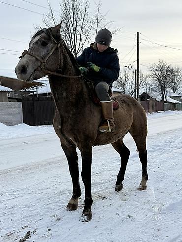 Лошади, кони: Продаю | Жеребец — 6