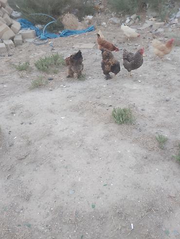 heyvanlar quşlar: Salam. Bramo toyoqlarıdı. Sağlam və baxımlı heyvanlardır. 1 yaşları — 4