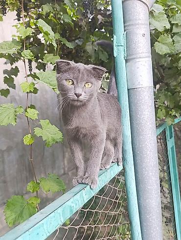 серые кошки: Отдам в добрые руки котят — 2