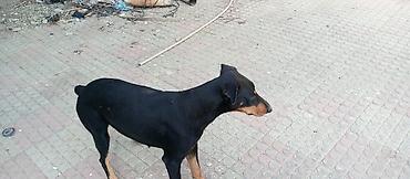 it üçün boyunbağı: Doberman, 10 ay — 6