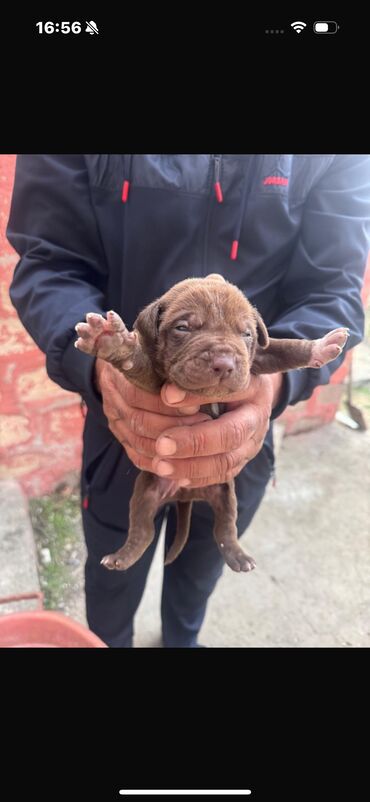 itler pitpul: Pitbul, 1 ay, Erkek, Ünvandan götürmə