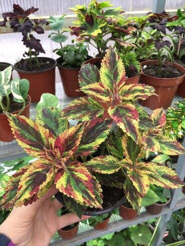 Другие виды семян и саженцев: Колеусы есть в стаканчиках и большие — 4