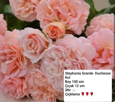 Şitillər: Sort qizilgul kollari ve sarmasanlarinin satişi .Ozumuz calaq yolunile -da lalafo.az — 17 Şitillər: Sort qizilgul kollari ve sarmasanlarinin satişi .Ozumuz calaq yolunile — 17