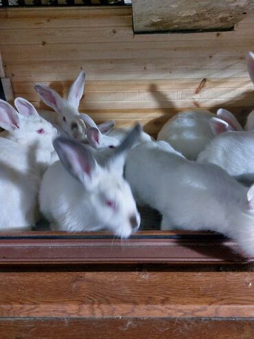 Gəmiricilər: 10azndan - 20azna qədər qiymetler deyişir Diri çəkiləri 1kq -3kq -da lalafo.az — 10 Gəmiricilər: 10azndan - 20azna qədər qiymetler deyişir Diri çəkiləri 1kq -3kq — 10