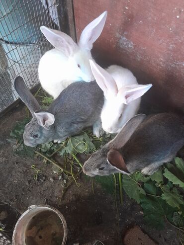 куплю клетку для кроликов: Продаю кроликов, 3-х месячных по 400 с !
Кролихи 2500 с !