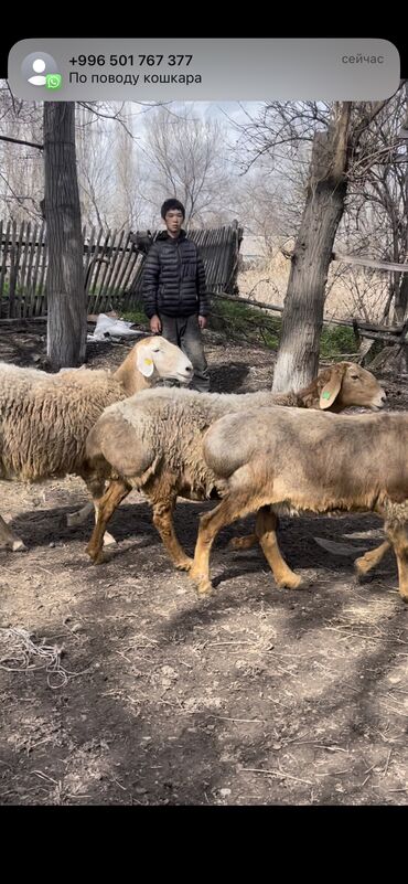 Бараны, овцы: Продаю | Овца (самка) | Арашан | Для разведения | Матка